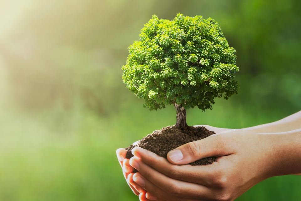 A sapling being held in someone's hands